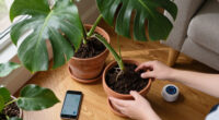 I Use Matter Smart Home Devices To Keep My Houseplants Alive — Here’s What Actually Helps